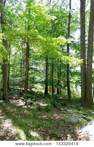 Forrest In Upstate Nyc