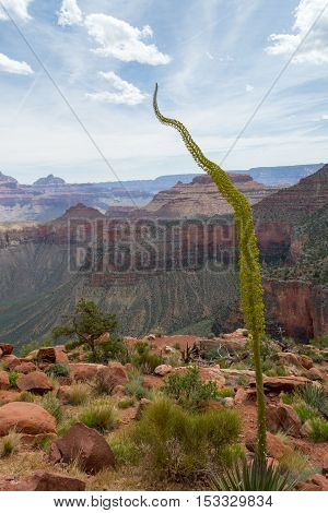 Descending The Kaibab Trial