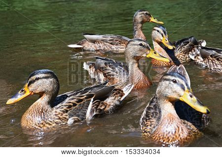 Wild duck chick (Anas platyrhynchos)
Beautiful nature pictures of animals living in the wild.