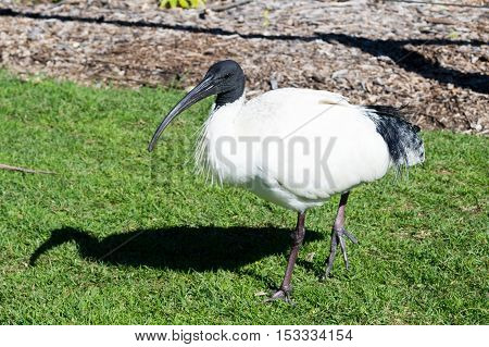 Uou can find ibis wondering around in Sydney (Australia)