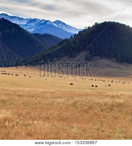 Landscape scene with snow-capped mountains and a large herd of buffalo.