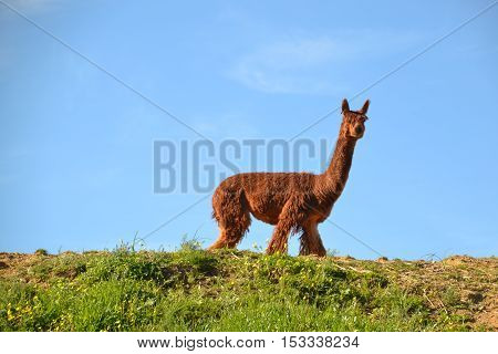 Alpacas against a blue sky. Taken on an alpaca farm near Cape Town, South Africa.