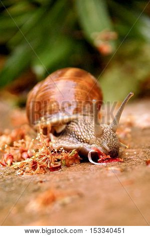 Closeup view of a garden snail after the rain.