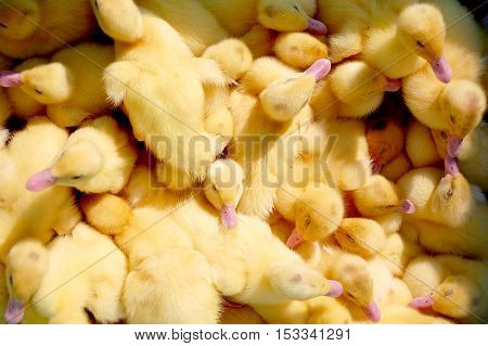 Lots of Small Fluffy Ducklings close together in a box, top view