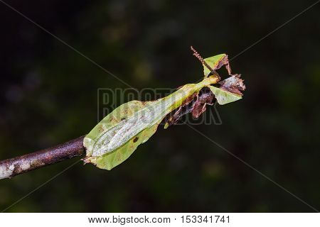 Unidentified Leaf Insect