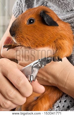 hands cutting claws of guinea pig with nail clipper