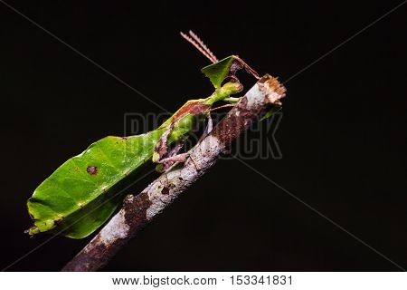Unidentified Leaf Insect