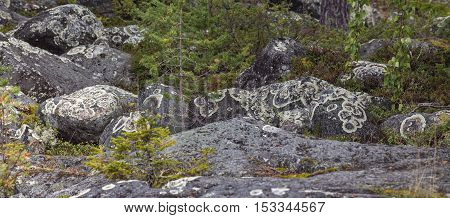 Round stones in the Nordic forests covered of Arctoparmelia centrifuga, lichen.