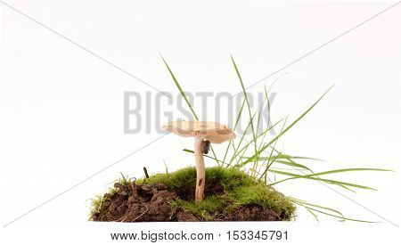picture of a fresh harvested mushrooms in studio