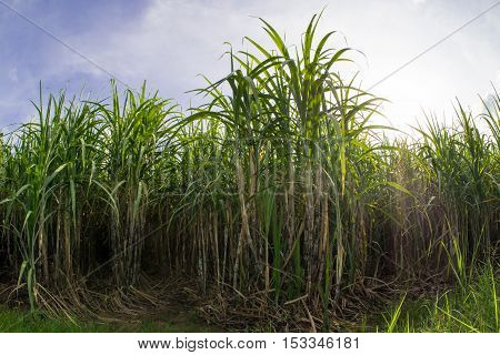Sugarcane field with blue sky.Sugarcane raw material of sugar and biofuel or Ethanol.