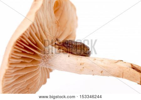 picture of a  snail  on a stem of a fresh harvested mushrooms in studio