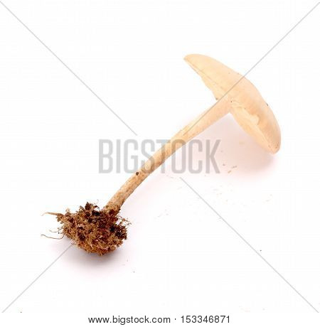 picture of a fresh harvested mushrooms in studio