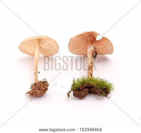 picture of a fresh harvested mushrooms in studio