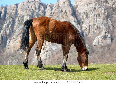 la hierba verde come caballo