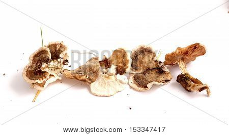 picture of a fresh harvested mushrooms in studio