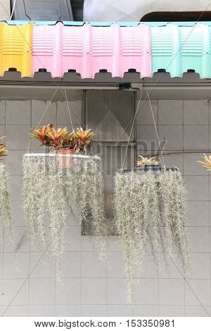 Detail of coloful Rainproof awning and tree