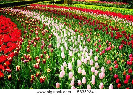 Colorful growing tulips stripes flowerbed at spring day, retro toned