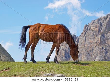 Caballo joven comiendo pasto verde