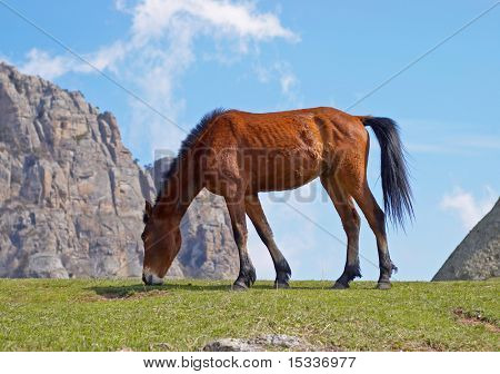 Caballo joven comiendo pasto verde