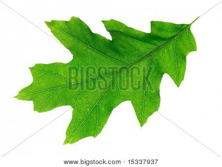 Grünes Blatt, isolated on white