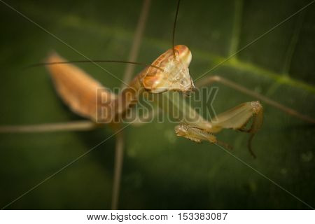 Close up macro Chinese praying mantis insect nymph