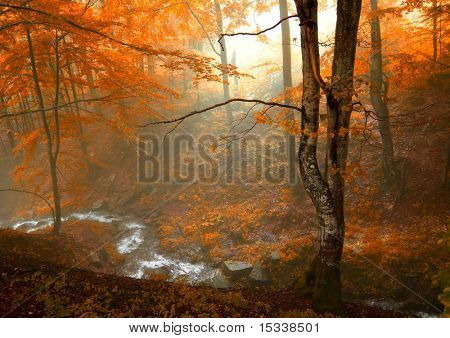 ฤดูใบไม้ร่วงในสวน