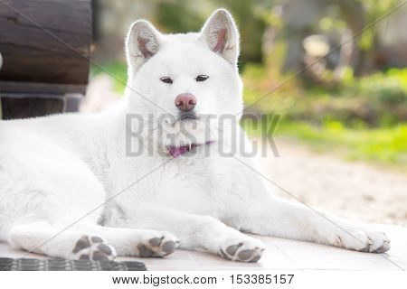 The beautiful dog Portrait Akita ina hachi