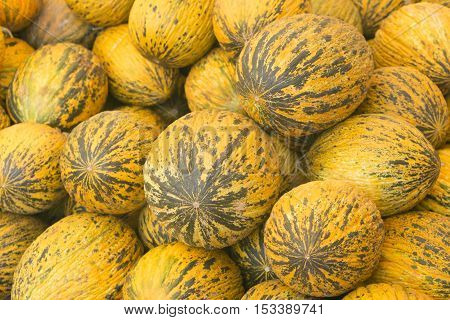 View close-up Turkish melons. Delicious Turkish melon. Many melons. Summer tray market agriculture farm full of organic melons. It can be used as background.