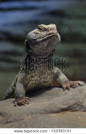 North African mastigure (Uromastyx acanthinura), also known as the Bell's dabb lizard. Wildlife animal. 