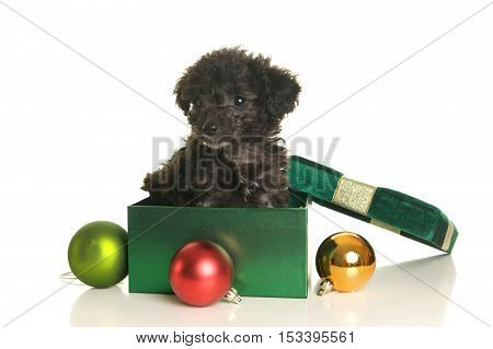 Cute black poodle puppy in a gift box for Christmas with ornaments on a white background
