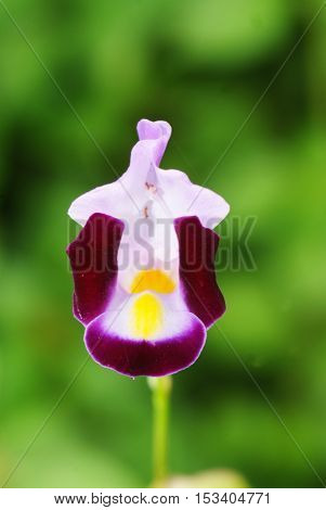 Wishbone flower (Torenia fournieri) in garden for background