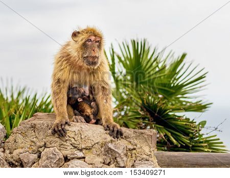 The Barbary macaque population in Gibraltar is the only wild monkey population in the European continent. Here a mother attentively cares for its baby.