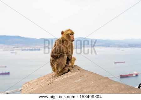The Barbary macaque population in Gibraltar is the only wild monkey population in the European continent. Some three hundred animals in five troops occupy the area of the Upper Rock of Gibraltar.
