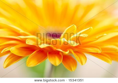 Nærbillede billede af gul daisy-gerbera