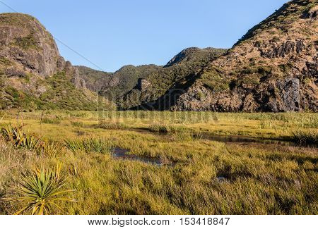 Whatipu swamp in Waitakere Ranges in New Zealand