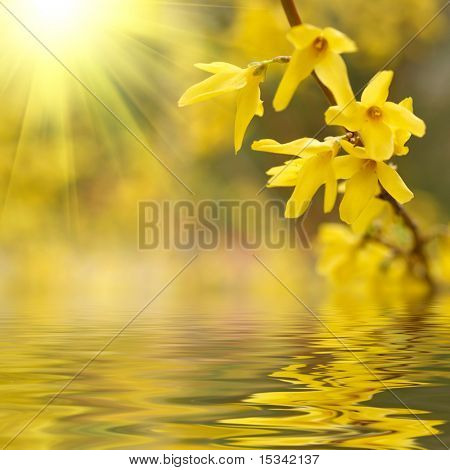 Flor de Primavera, reflectida na água