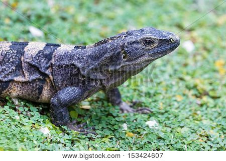 Club Tailed Iguana - Ctenosaura Quinquecarinata.