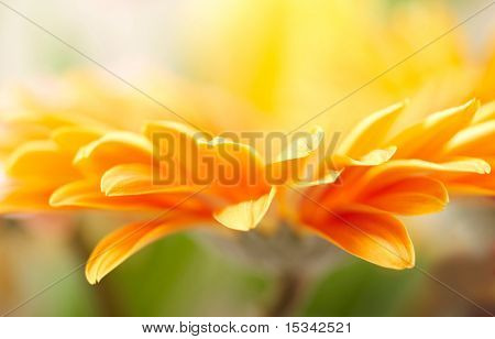 Nærbillede billede af gul daisy-gerbera
