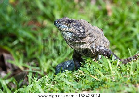 Tropical Iguana In Costa Rica