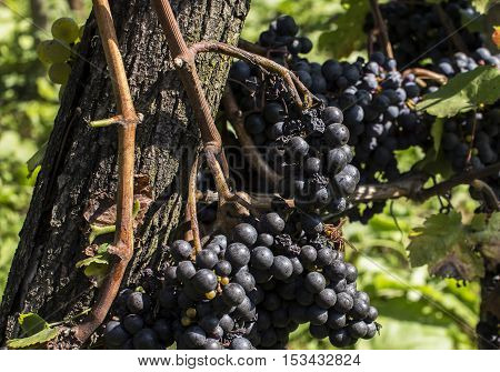 European hornet or Vespa crabro on blue grapes
