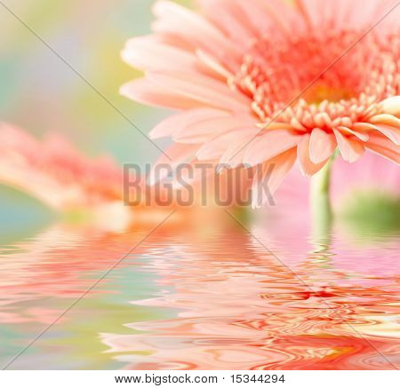 Rosa Margarita-gerbera con desenfoque, reflejado en el agua