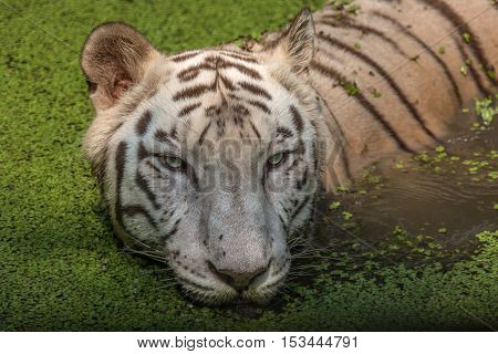 White Bengal tiger portrait close up head shot. White tiger in a swamp at Sunderban National Park.