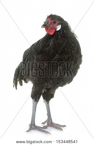 la Fleche chicken in front of white background