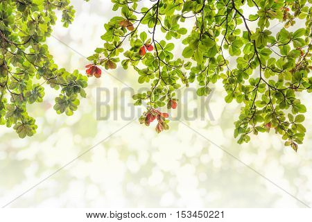 Green leaves on abstract bokeh natrue background