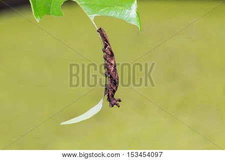 Blue Begum Caterpillar
