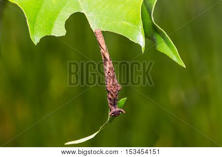 Blue Begum Caterpillar
