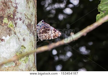 Blue Begum Butterfly