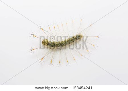 Young Common Archduke Caterpillar