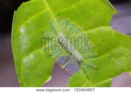 Common Archduke Caterpillar