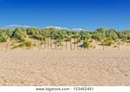 Protected landscape dune on the beach of Holland in the background blue sky.